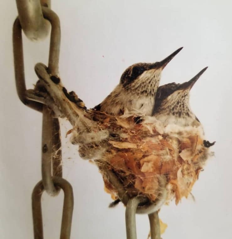 Boots hummingbirds